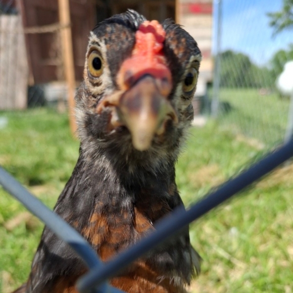 ⚾️⚾️ PLEASE.... no low balling... - Picture 14 of 16